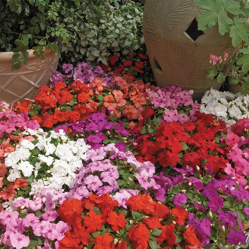 Impatiens Xtreme Little Gem Mix - View 3 from www redcrocus com