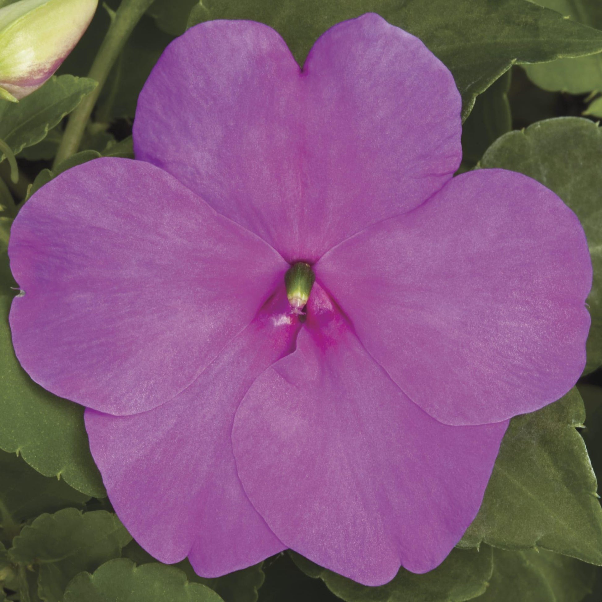 Impatiens Xtreme Little Gem Mix - View 4 from www redcrocus com