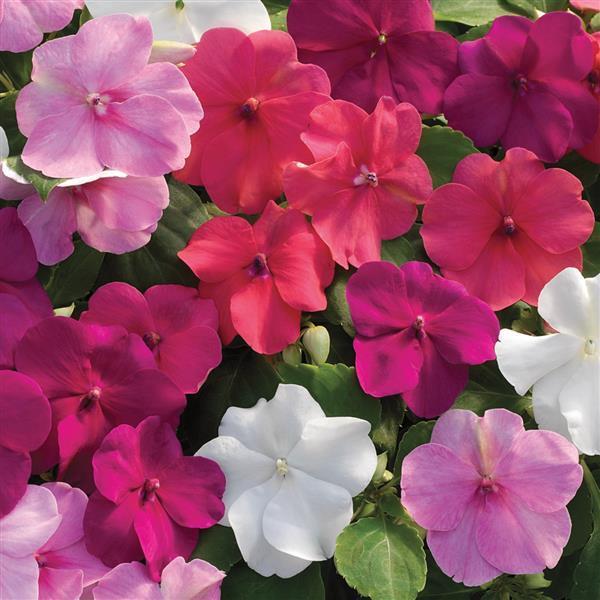 Impatiens Xtreme Little Gem Mix - View 6 from www redcrocus com