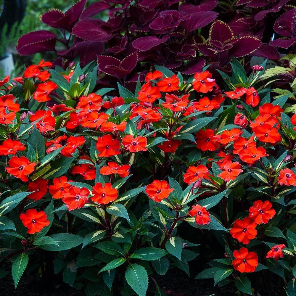 Impatiens Xtreme Orange - View 10 from www redcrocus com