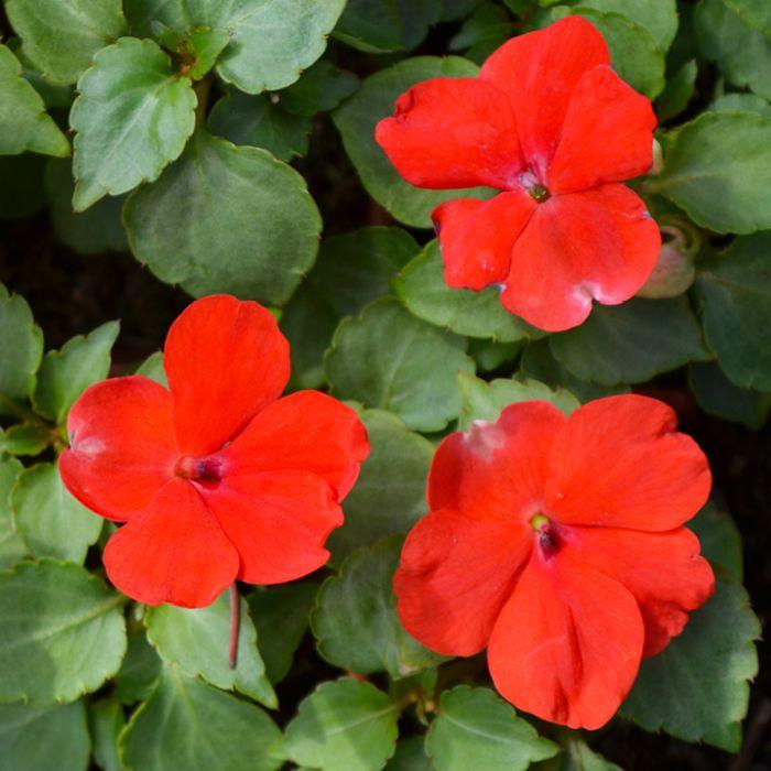 Impatiens Xtreme Orange - View 12 from www redcrocus com