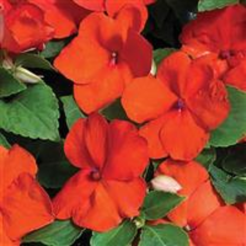 Impatiens Xtreme Orange - View 1 from www redcrocus com