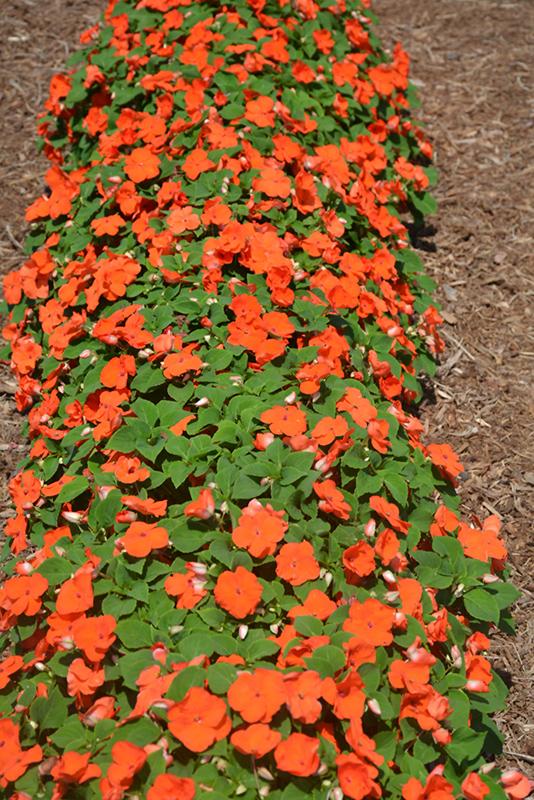 Impatiens Xtreme Orange - View 2 from www redcrocus com