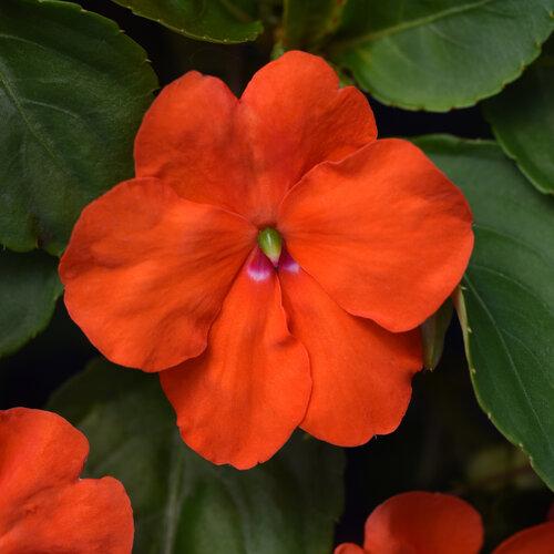 Impatiens Xtreme Orange - View 5 from www redcrocus com