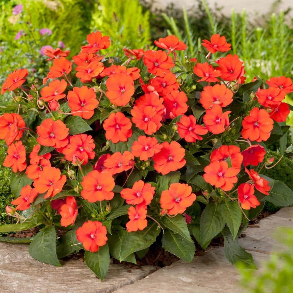 Impatiens Xtreme Orange - View 6 from www redcrocus com