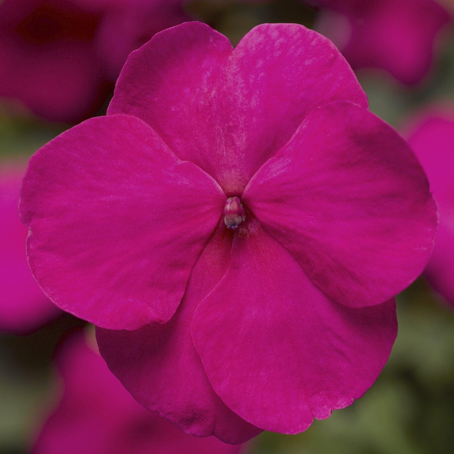 Impatiens Xtreme Bright Rose - View 10 from www redcrocus com