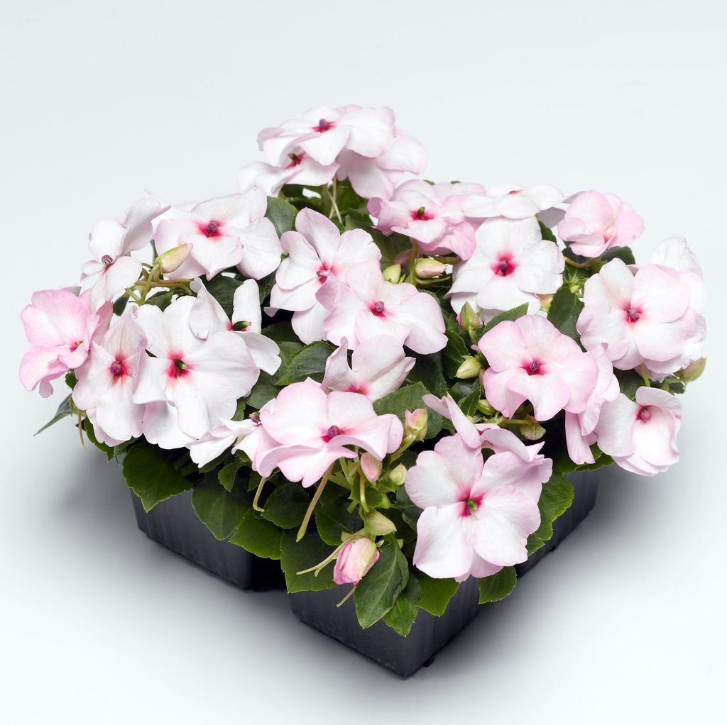 Impatiens Xtreme Bright Rose - View 12 from www redcrocus com