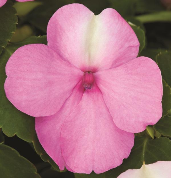 Impatiens Xtreme Bright Rose - View 15 from www redcrocus com