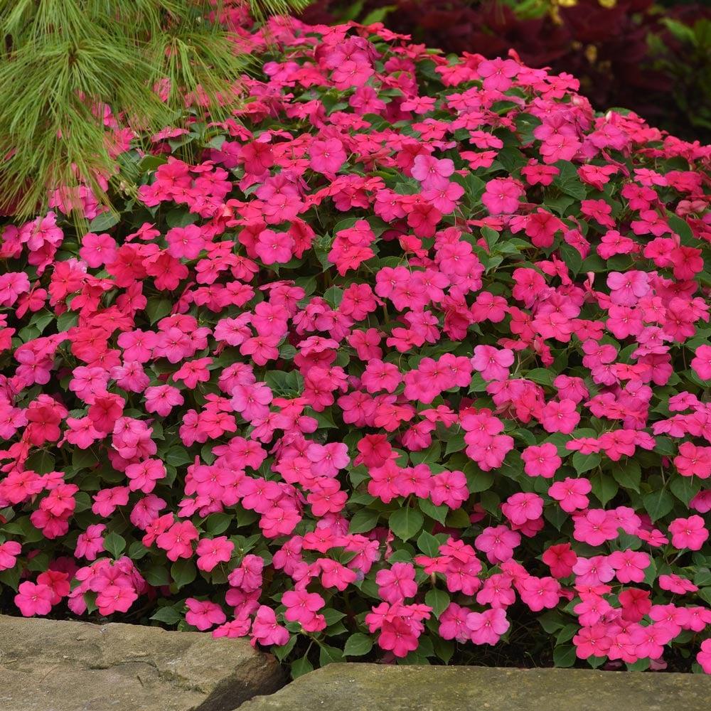 Impatiens Xtreme Bright Rose - View 16 from www redcrocus com