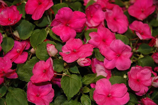 Impatiens Xtreme Bright Rose - View 1 from www redcrocus com