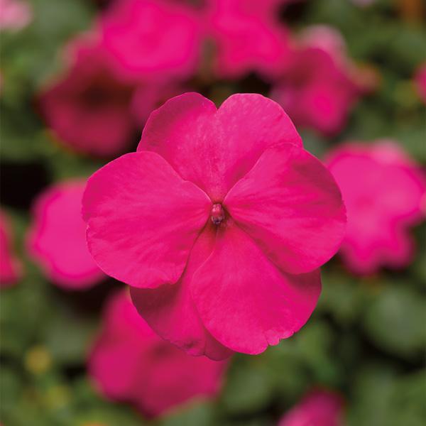 Impatiens Xtreme Bright Rose - View 2 from www redcrocus com