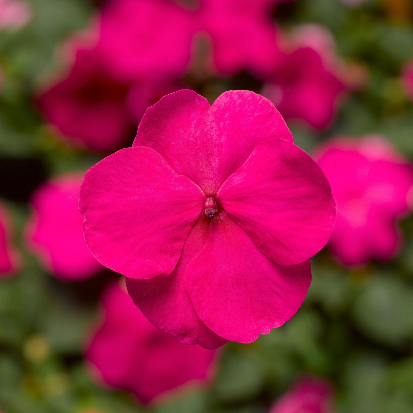 Impatiens Xtreme Bright Rose - View 3 from www redcrocus com
