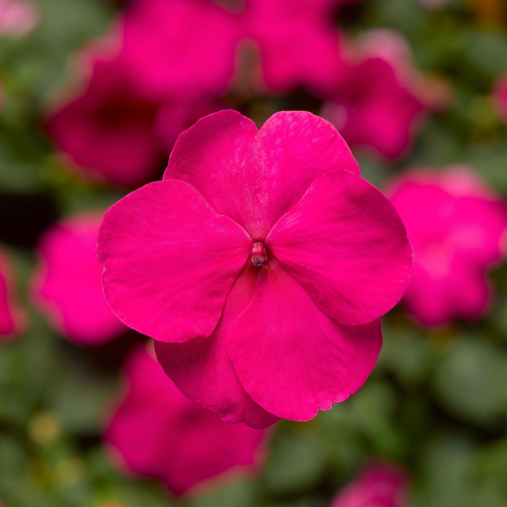 Impatiens Xtreme Bright Rose - View 3 from www redcrocus com