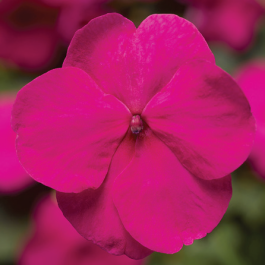 Impatiens Xtreme Bright Rose - View 4 from www redcrocus com