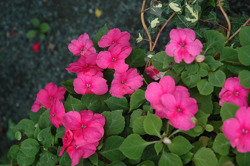 Impatiens Xtreme Bright Rose - View 7 from www redcrocus com