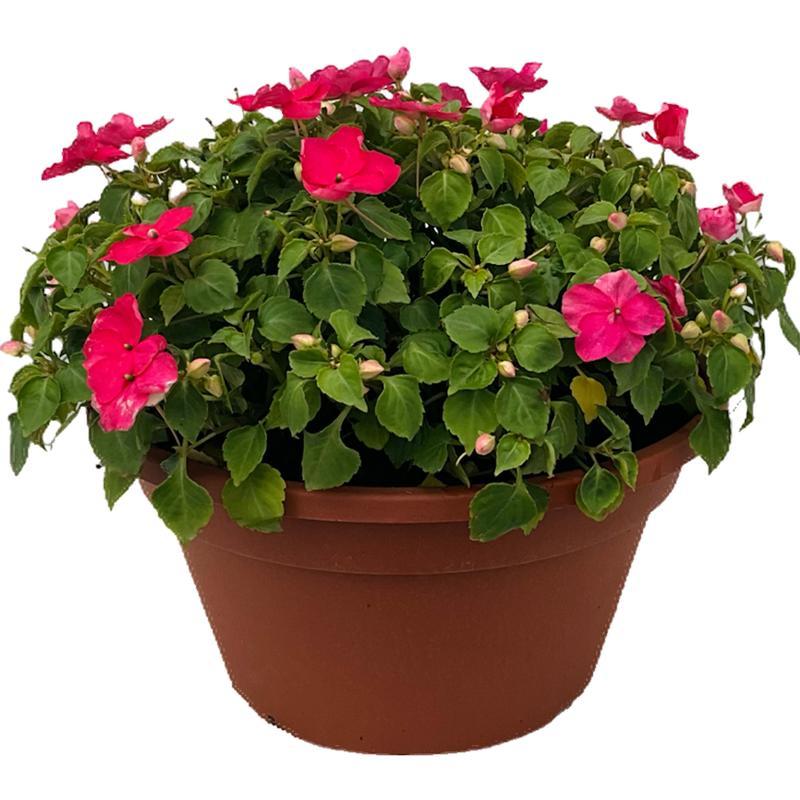 Impatiens Xtreme Bright Rose - View 8 from www redcrocus com