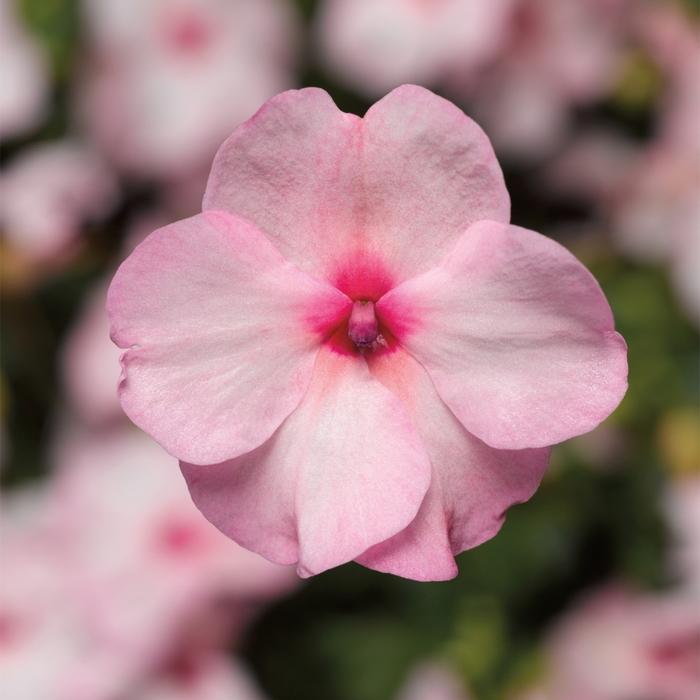 Impatiens Xtreme Bright Rose - View 9 from www redcrocus com