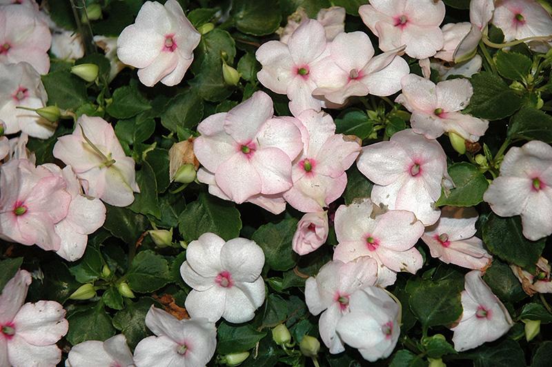 Impatiens Xtreme White - View 10 from www redcrocus com