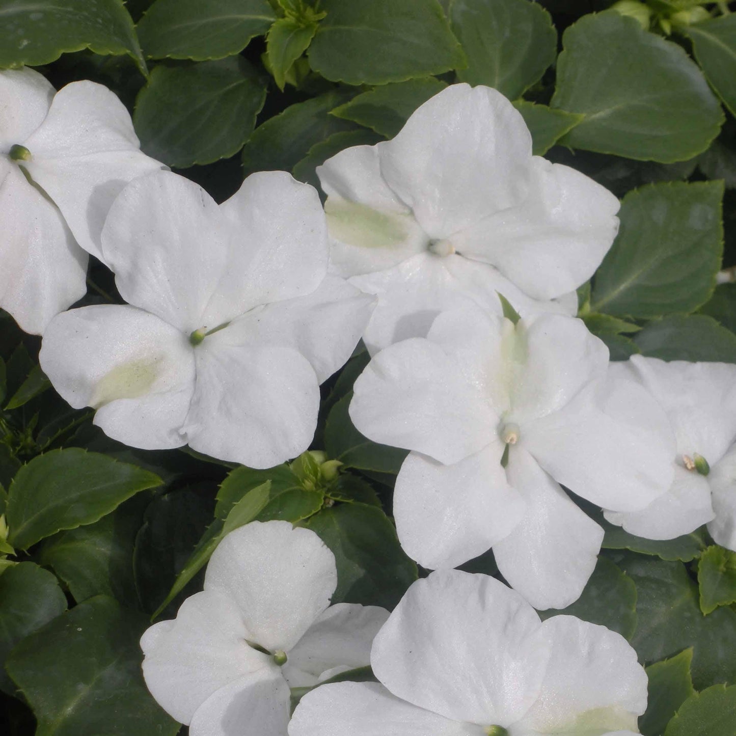 Impatiens Xtreme White - View 11 from www redcrocus com