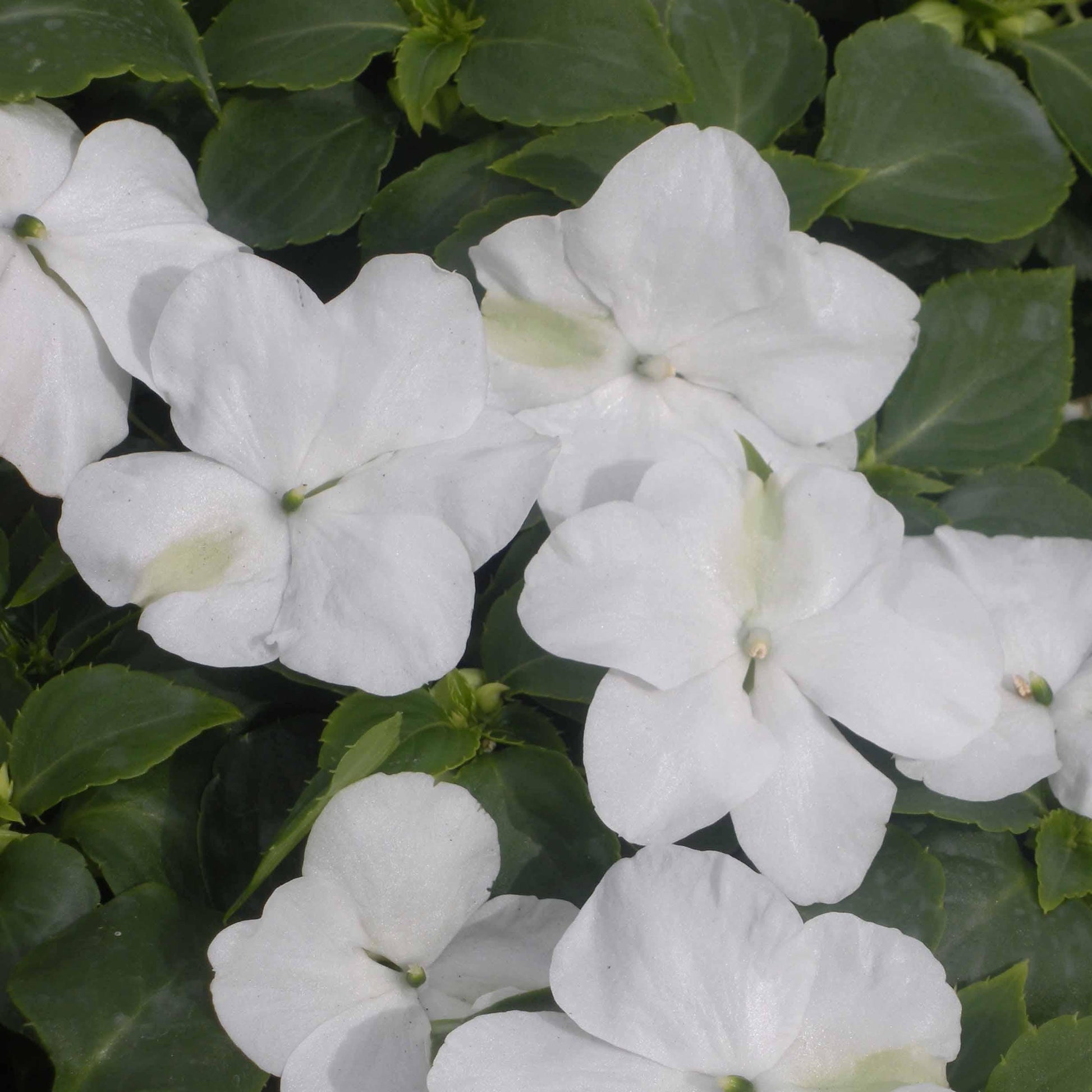 Impatiens Xtreme White - View 11 from www redcrocus com