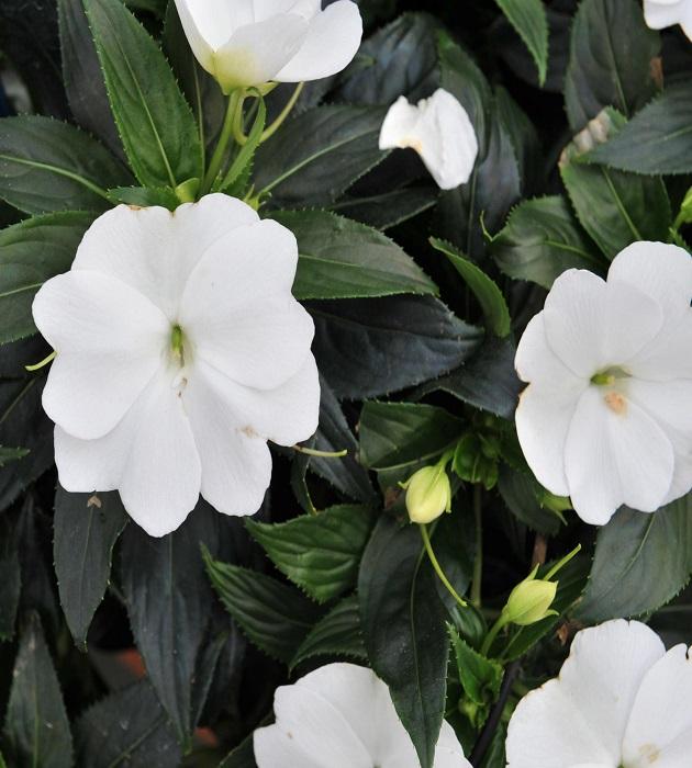 Impatiens Xtreme White - View 12 from www redcrocus com