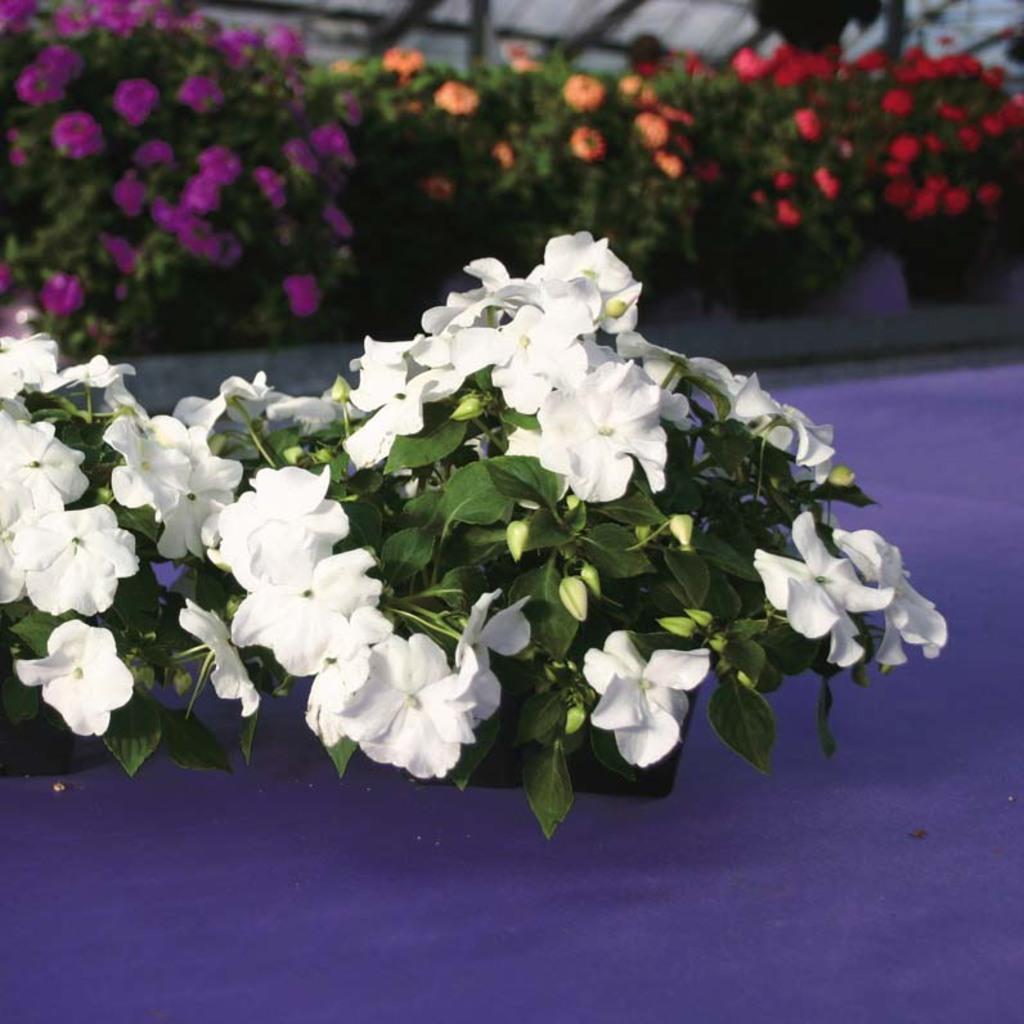 Impatiens Xtreme White - View 13 from www redcrocus com