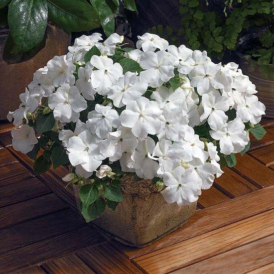 Impatiens Xtreme White - View 1 from www redcrocus com