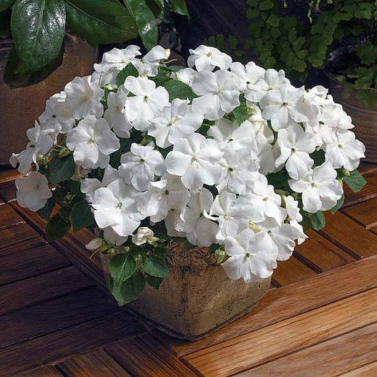 Impatiens Xtreme White - View 1 from www redcrocus com