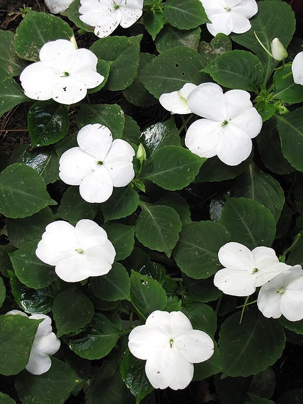 Impatiens Xtreme White - View 2 from www redcrocus com