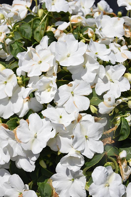 Impatiens Xtreme White - View 3 from www redcrocus com
