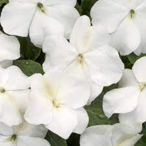Impatiens Xtreme White - View 4 from www redcrocus com