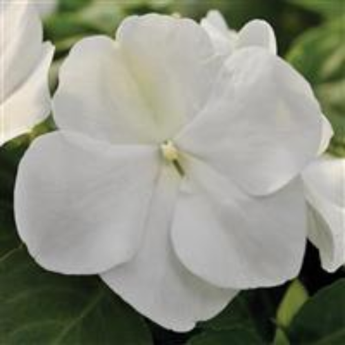Impatiens Xtreme White - View 5 from www redcrocus com