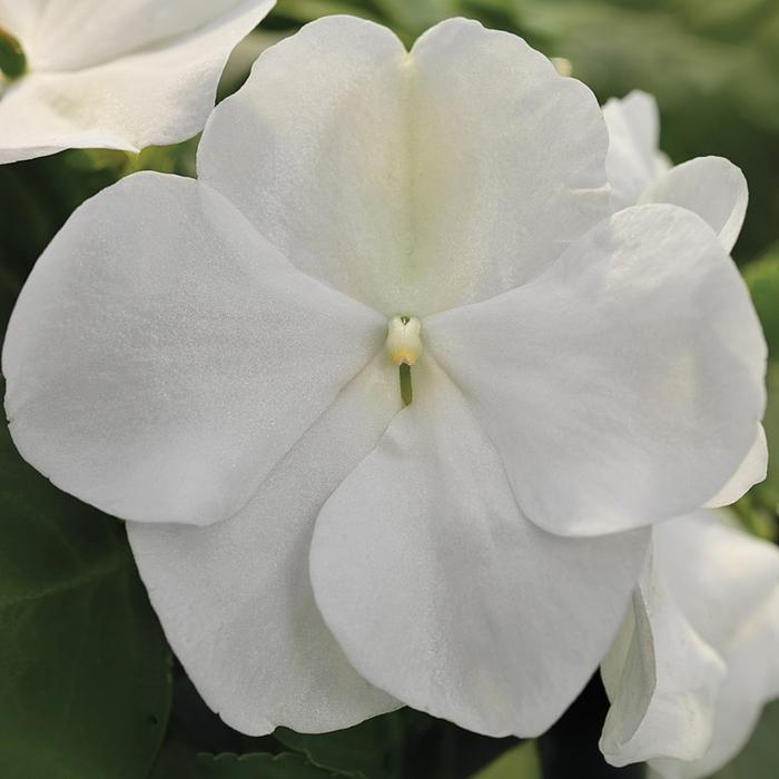 Impatiens Xtreme White - View 6 from www redcrocus com