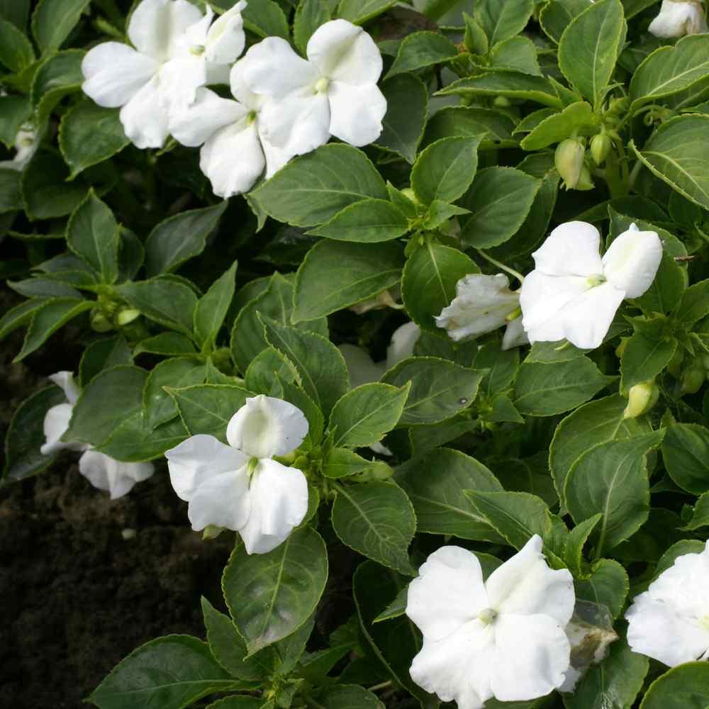 Impatiens Xtreme White - View 9 from www redcrocus com