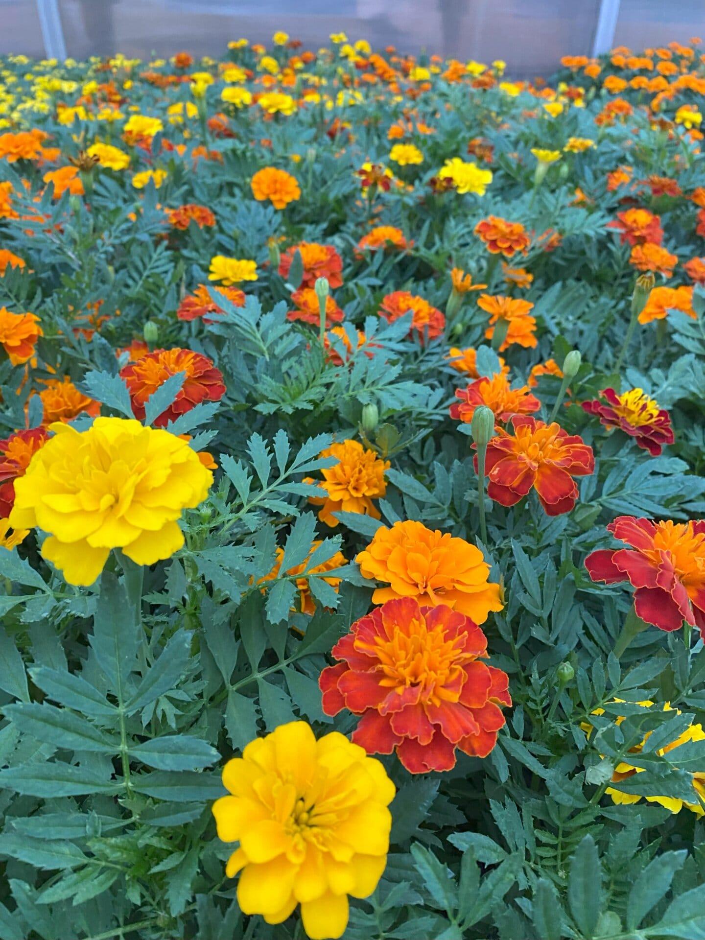 Marigold Super Hero Maxi Mix - View 10 from www redcrocus com