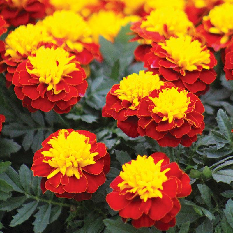 Marigold Super Hero Maxi Mix - View 11 from www redcrocus com