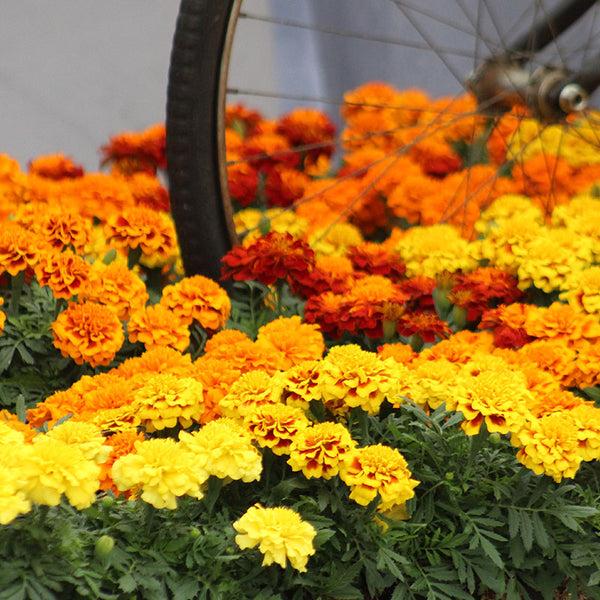 Marigold Super Hero Maxi Mix - View 14 from www redcrocus com