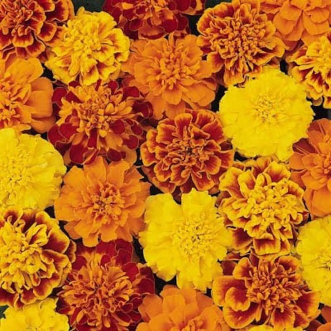 Marigold Super Hero Maxi Mix - View 16 from www redcrocus com