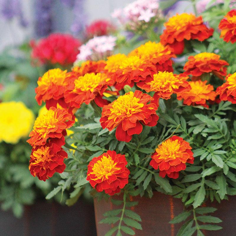Marigold Super Hero Maxi Mix - View 17 from www redcrocus com