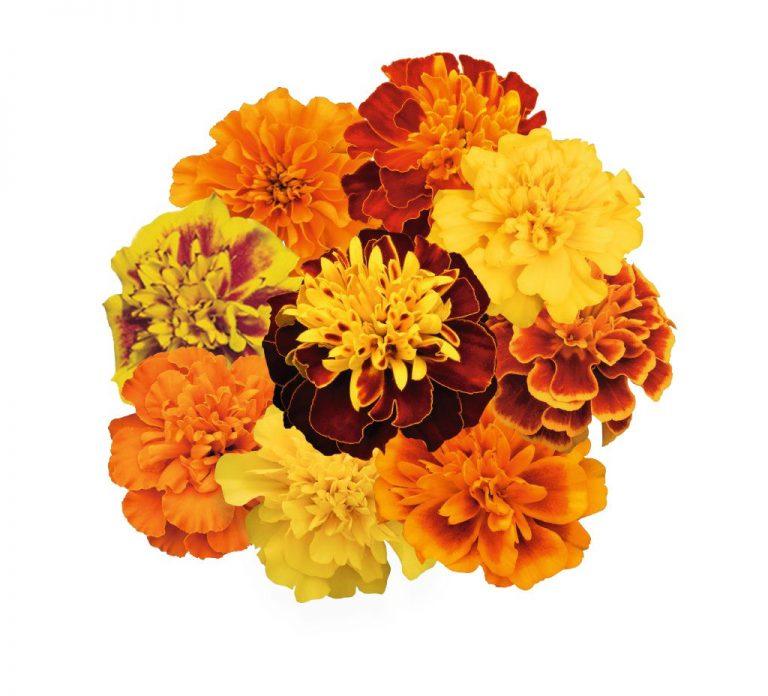 Marigold Super Hero Maxi Mix - View 18 from www redcrocus com