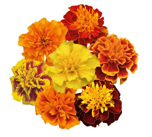Marigold Super Hero Maxi Mix - View 1 from www redcrocus com