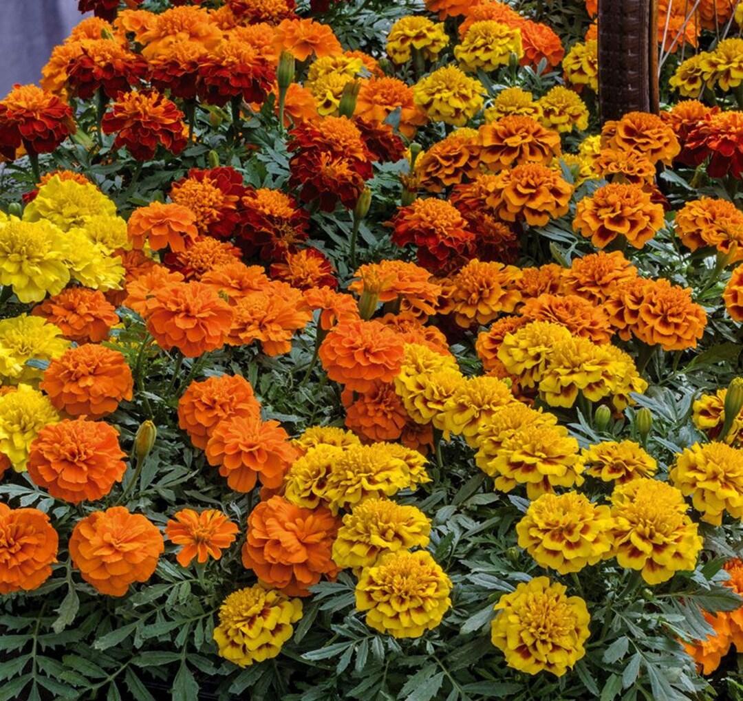Marigold Super Hero Maxi Mix - View 2 from www redcrocus com