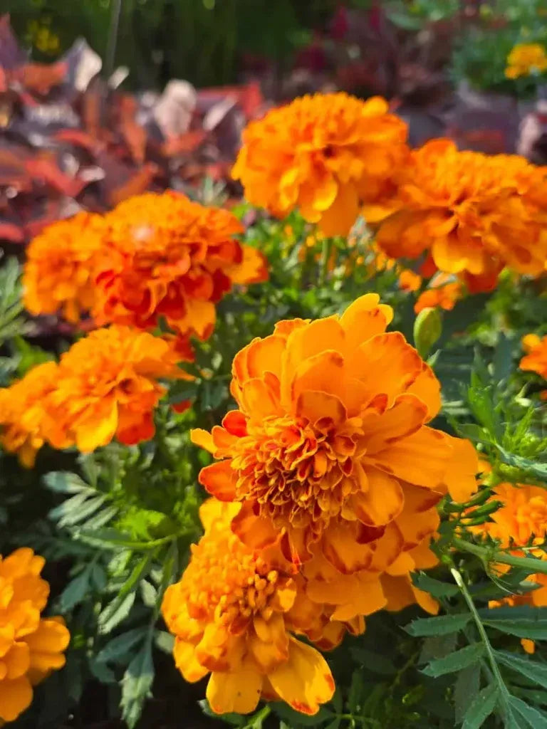 Marigold Super Hero Maxi Mix - View 6 from www redcrocus com