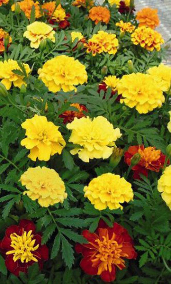 Marigold Super Hero Maxi Mix - View 6 from www redcrocus com