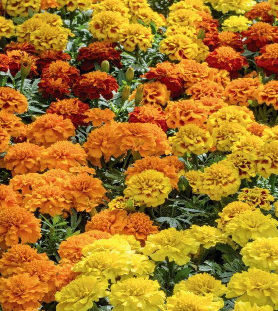 Marigold Super Hero Maxi Mix - View 7 from www redcrocus com