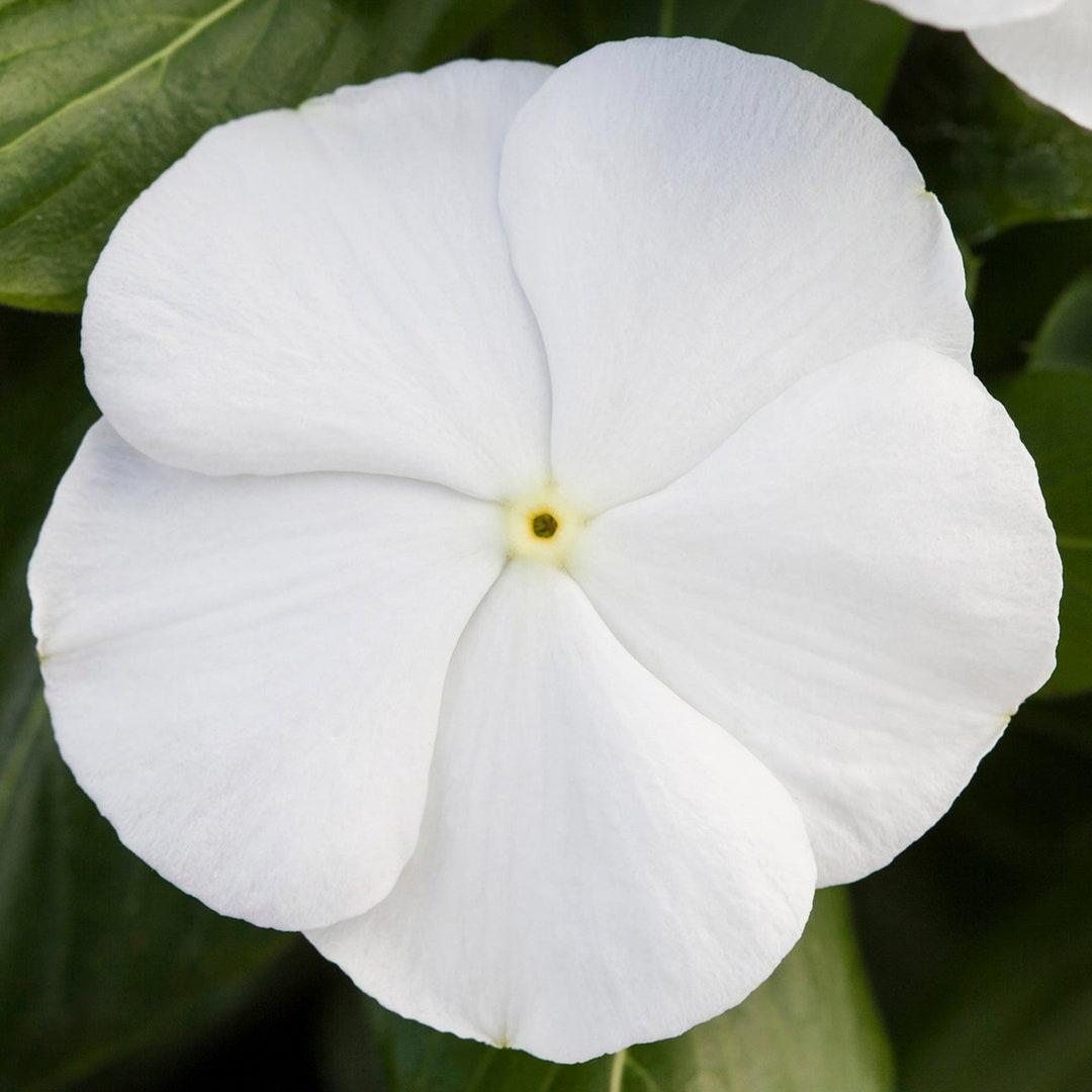 Vinca Blockbuster Punch - View 12 from www redcrocus com