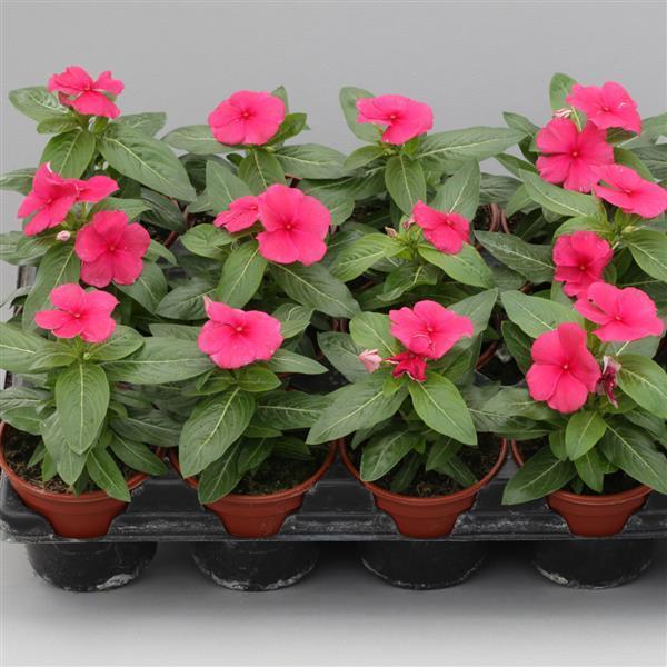 Vinca Blockbuster Punch - View 7 from www redcrocus com