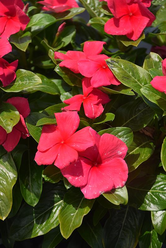 Vinca Blockbuster Punch - View 8 from www redcrocus com