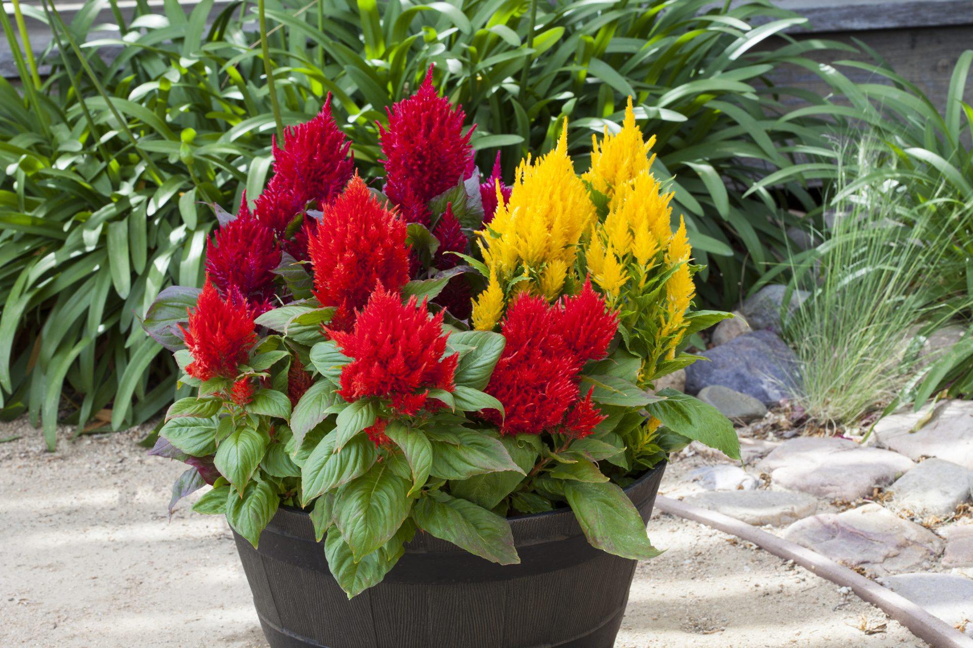 Celosia Bright Sparks Yellow - View 10 from www redcrocus com
