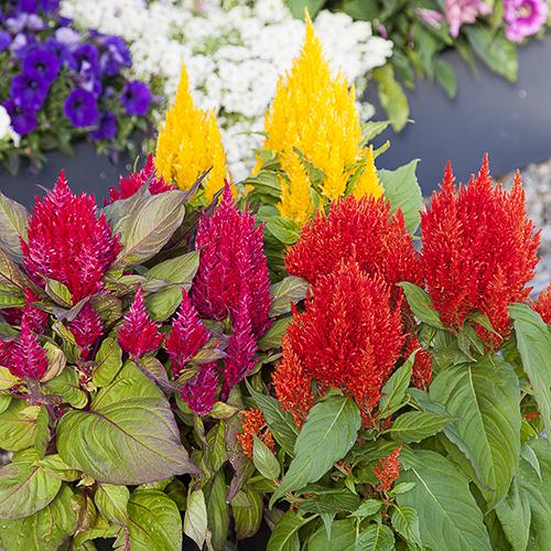 Celosia Bright Sparks Yellow - View 13 from www redcrocus com